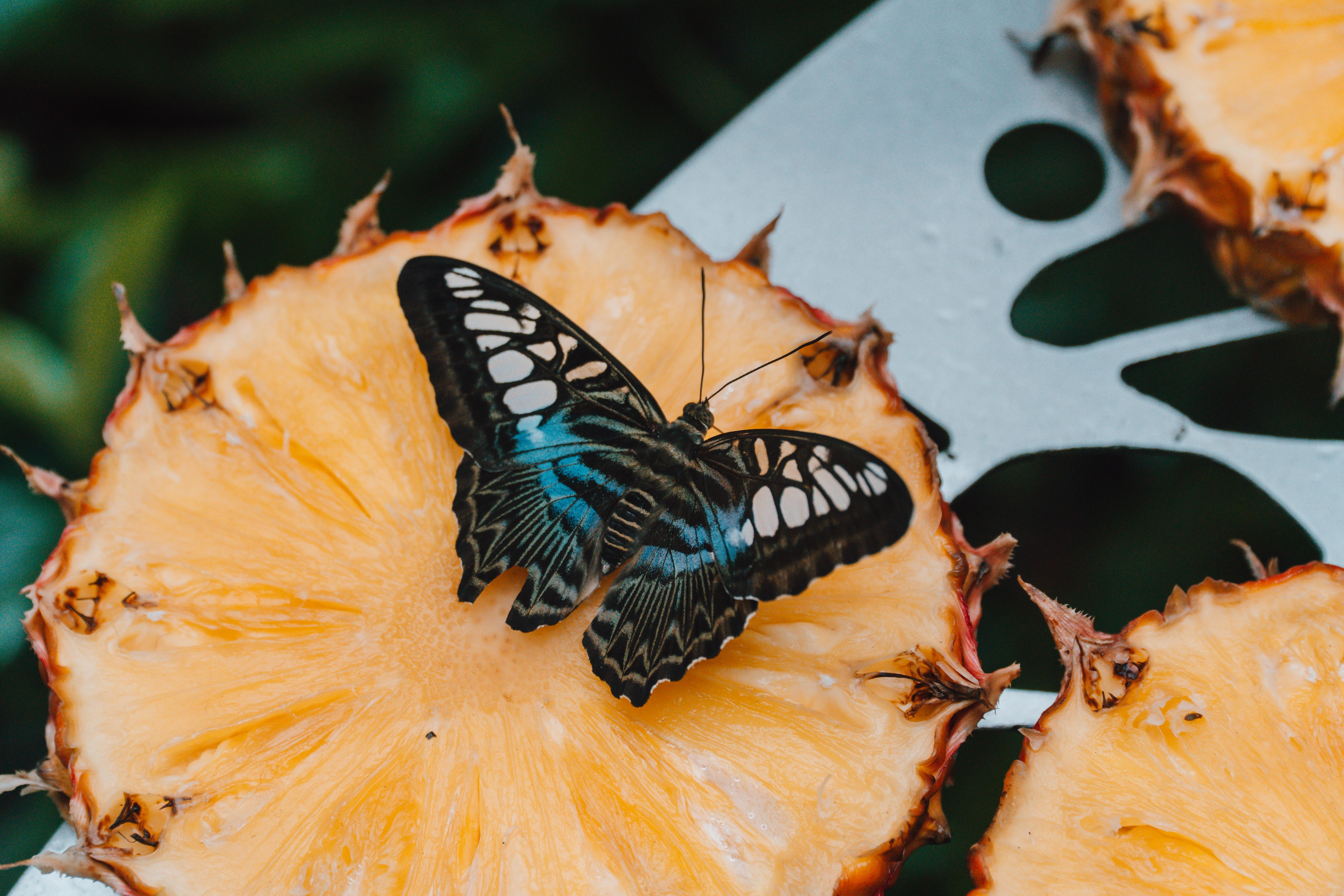 A blue and black coloured butterfly on a slice of a pineapple.